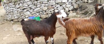 Ανέκδοτο: Ο πόντιος ο βλάχος και τα κατσίκια …! Τρελό γέλιο