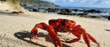 Ανέκδοτο: Στην παραλία … ένα καβουράκι