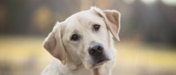 ΑΝΕΚΔΟΤΟ: Βλέπει ένας τύπος ταμπέα ΠΩΛΕΙΤΑΙ σκύλος που μιλάει. Τρελό γέλιο