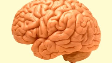 Το ανέκδοτο της ημέρας: Το κόστος της μεταμόσχευσης εγκεφάλου