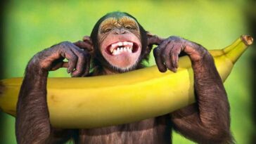 Ανέκδοτο: Το ζευγάρι και τα Μάγια …! Τρελό γέλιο