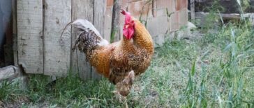Ο Τοτός σε ανέκδοτο που τα σπάει: Οι διακοπές στο χωριό