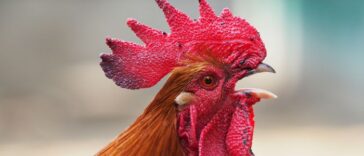 Ανέκδοτο με αγρότη: Αγοράζει ένας πτηνοτρόφος ένα κόκορα που κυνηγούσε όλη μέρα τις κότες